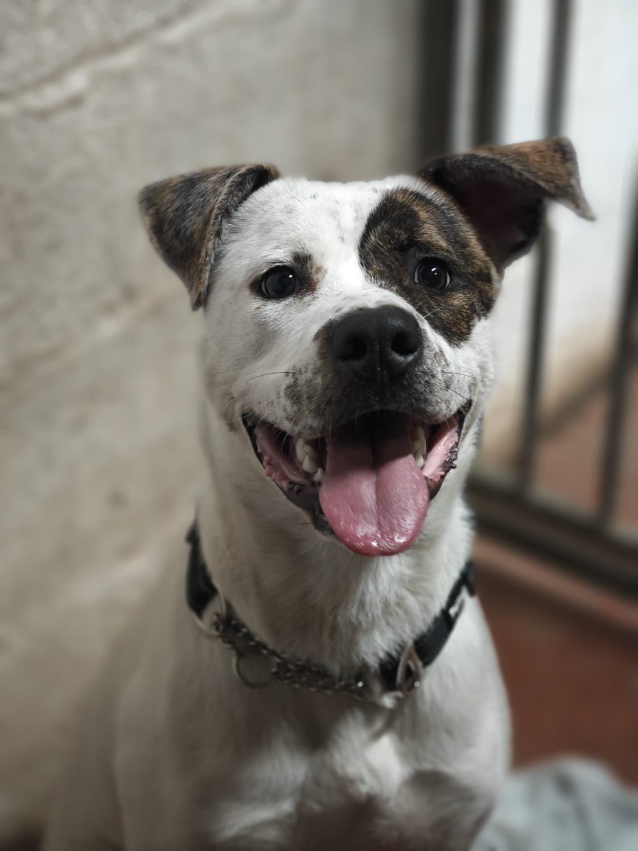 rescuedoggypaws's tweet image. Maggie Mabel is desperate for a someone to love she’s such an affectionate girl
She can live with children dog savvy over knock down age - above 8 yrs old
She is now walking out on a lead , getting used to lead walks 
doggydensukrescue.co.uk/rescue-applica…
#Nottinghamshire #Yorkshire #mansfield