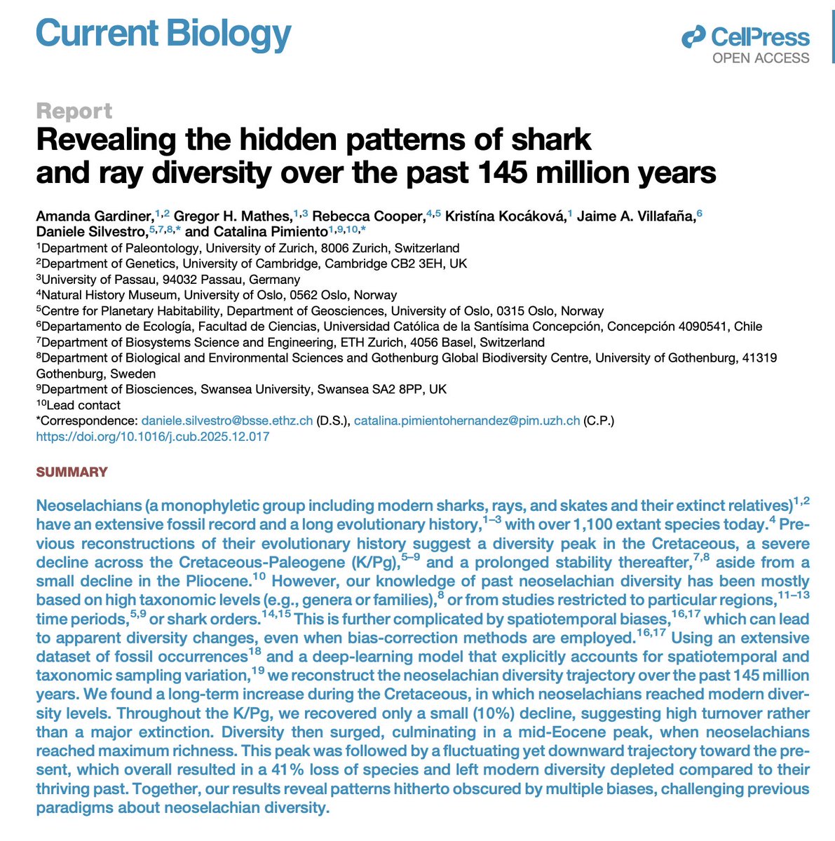 Our new paper is out🔓!
We reconstructed the 145-myr diversity of sharks &amp; rays using deep learning, unveiling hidden patterns: 
- modern diversity levels by the Cretaceous 📈
 - small decline in the K/Pg 🤏
 - a peak in the Eocene 🌄 
- a long-term decline towards the present 📉
