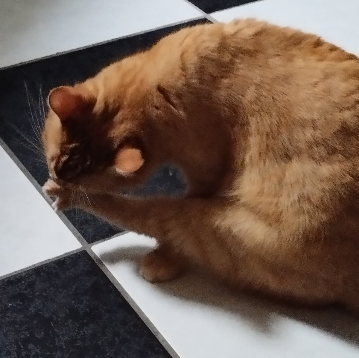 ProuteMaster's tweet image. Bebert a découvert que l'eau ca mouille en me rejoignant sous la douche