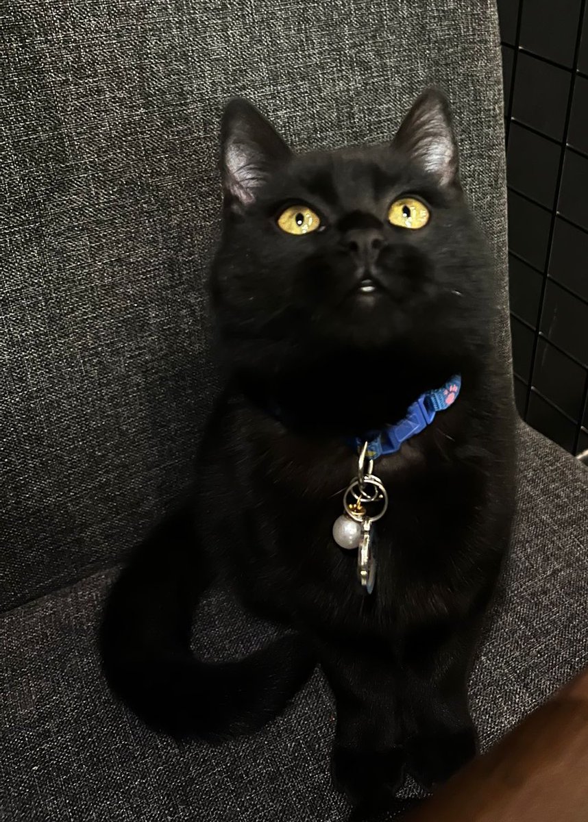 amamiyavlayamam's tweet image. kardeşim şu kedinin tozunu alın bi