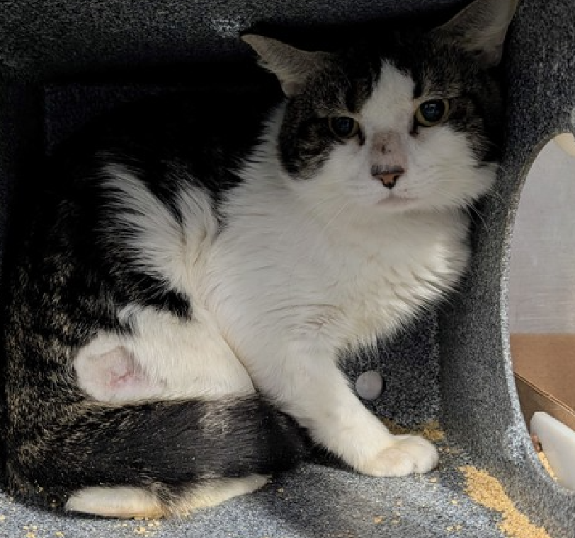 JLthekid9999's tweet photo. 🆘🆘 BAOBAB (ID 241749), 1 YO, MALE– IN MANHATTAN ACC - came into the shelter as an aco - owner surrender on 11/15/2025, with the surrender reason stated as person circumstance- hoarding situation. 🆘🆘 😿 😿 😿 😿
🆘🆘 REMOVED FROM EPL BACK IN DECEMBER TO DOH HOLD AND MOVED BACK TO EPL ON 1/15/26🔥😱🔥😱🆘🆘
➡️TBD 01/24/26
➡️ JUST A BABY
➡️ TOO LOW ON PLEDGES TO STIMULATE RESCUE INTEREST
➡️🆘🆘 7th Chance on Emergency Placement List – ON BORROWED TIME – SHELTER AT CAPACITY- NOW IS THE TIME TO ACT/HELP BAOBAB - HIGHEST EU/SILENT KILL RISK –🆘🆘 😱🔥🔥😱
➡️ 69 DAYS IN SHELTER – TOO LONG – TIME IS RUNNING OUT
➡️ BAOBAB IS ON THE EPL FOR BEHAVIORAL REASONS - He is not thriving in the care center and continues to display distance-increasing behavior when approached for interactions. He has not warmed up despite staff using treats to build a positive association. This designation often means that the cat will be given very little time for rescue/foster/adoption. 🔥🔥🔥🔥
Hi, my name is Baobab, and the shelter has been a little overwhelming for me. I came from a home with many cats, who I've gotten along with well. Because I've lived in this home my entire life and have only been around one person, I have little experience with people and am hesitant of new experiences. I would enjoy living in a quiet home, preferably one with lots of vertical space so I have a place to perch and observe the room. I would also appreciate having experienced, patient adopter(s) who are willing to take things slow with me. I would benefit from socialization, using rewards whenever I make a small positive step like making eye contact, allowing petting, or sniffing your hand. I'd prefer to take things at my own pace and would appreciate some good old fashion TLC. If you can open your heart to adopt a cat like me, I'll hopefully have the confidence to come around to my new people, like you! Baobab tolerates attention and petting but appears fearful or stressed in the shelter. He may be a little more independent and may need time to warm up to his new home. ❤️ 😻❤️ 😻❤️ 😻
NEEDS OUT OF SHELTER ASAP –
Please RT or pledge, if you can, to save this little one.
@AdamsPaulGrimke
💔😿🙏Thank you