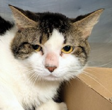 JLthekid9999's tweet photo. 🆘🆘 BAOBAB (ID 241749), 1 YO, MALE– IN MANHATTAN ACC - came into the shelter as an aco - owner surrender on 11/15/2025, with the surrender reason stated as person circumstance- hoarding situation. 🆘🆘 😿 😿 😿 😿
🆘🆘 REMOVED FROM EPL BACK IN DECEMBER TO DOH HOLD AND MOVED BACK TO EPL ON 1/15/26🔥😱🔥😱🆘🆘
➡️TBD 01/24/26
➡️ JUST A BABY
➡️ TOO LOW ON PLEDGES TO STIMULATE RESCUE INTEREST
➡️🆘🆘 7th Chance on Emergency Placement List – ON BORROWED TIME – SHELTER AT CAPACITY- NOW IS THE TIME TO ACT/HELP BAOBAB - HIGHEST EU/SILENT KILL RISK –🆘🆘 😱🔥🔥😱
➡️ 69 DAYS IN SHELTER – TOO LONG – TIME IS RUNNING OUT
➡️ BAOBAB IS ON THE EPL FOR BEHAVIORAL REASONS - He is not thriving in the care center and continues to display distance-increasing behavior when approached for interactions. He has not warmed up despite staff using treats to build a positive association. This designation often means that the cat will be given very little time for rescue/foster/adoption. 🔥🔥🔥🔥
Hi, my name is Baobab, and the shelter has been a little overwhelming for me. I came from a home with many cats, who I've gotten along with well. Because I've lived in this home my entire life and have only been around one person, I have little experience with people and am hesitant of new experiences. I would enjoy living in a quiet home, preferably one with lots of vertical space so I have a place to perch and observe the room. I would also appreciate having experienced, patient adopter(s) who are willing to take things slow with me. I would benefit from socialization, using rewards whenever I make a small positive step like making eye contact, allowing petting, or sniffing your hand. I'd prefer to take things at my own pace and would appreciate some good old fashion TLC. If you can open your heart to adopt a cat like me, I'll hopefully have the confidence to come around to my new people, like you! Baobab tolerates attention and petting but appears fearful or stressed in the shelter. He may be a little more independent and may need time to warm up to his new home. ❤️ 😻❤️ 😻❤️ 😻
NEEDS OUT OF SHELTER ASAP –
Please RT or pledge, if you can, to save this little one.
@AdamsPaulGrimke
💔😿🙏Thank you