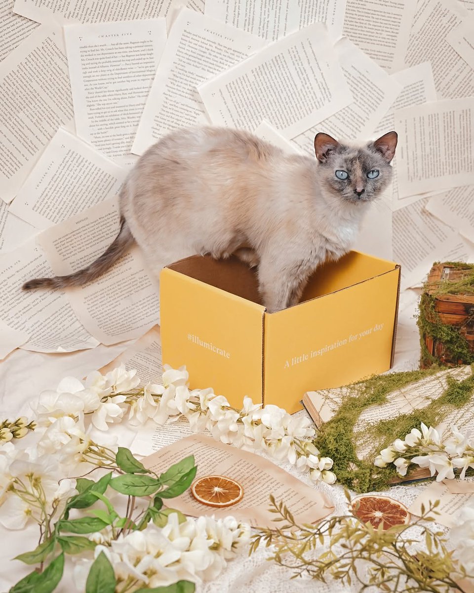 Illumicrate ✨ tweet media