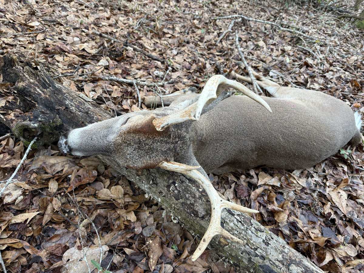 BucksMuck's tweet photo. Congratulations to Giovanna Curra baggin this 7 point Barbour County Alabama Buck! https://t.co/xfkBfSM5gM