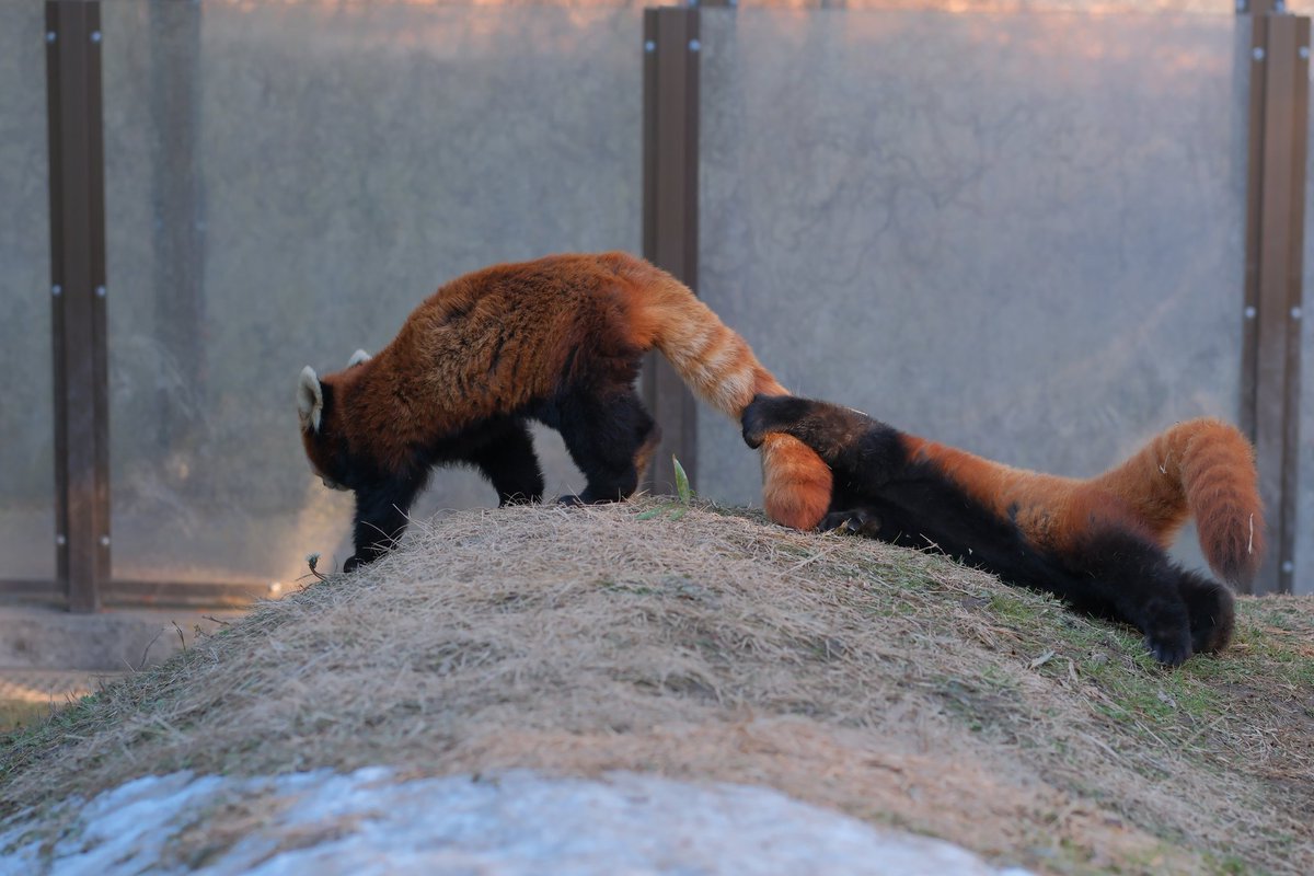 2xWaxMdnv3D9qns's tweet image. ママのしぽぽが大好きなミロくん🐾

＃ミルク ＃ミロ
＃レッサーパンダ
＃茶臼山動物園