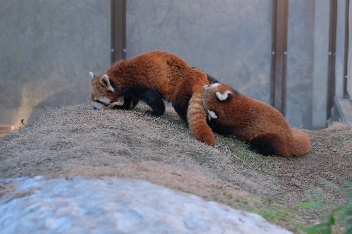 2xWaxMdnv3D9qns's tweet image. ママのしぽぽが大好きなミロくん🐾

＃ミルク ＃ミロ
＃レッサーパンダ
＃茶臼山動物園