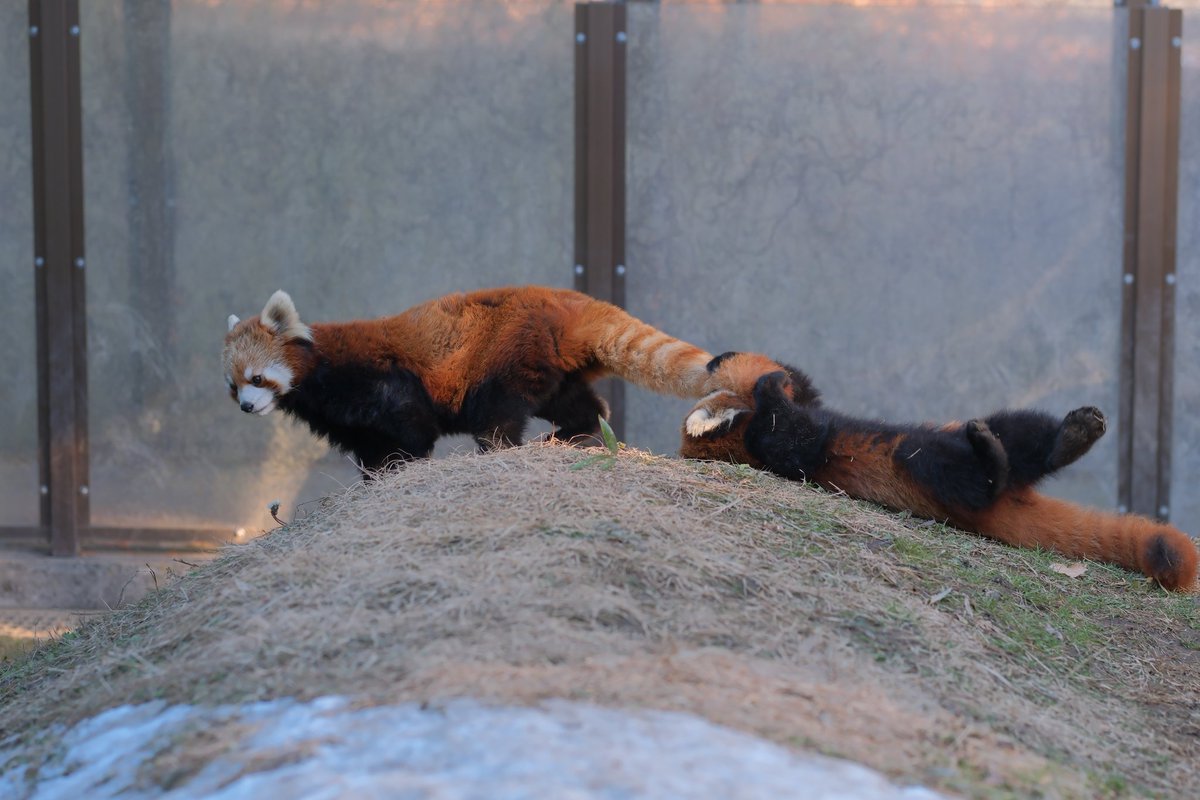 2xWaxMdnv3D9qns's tweet image. ママのしぽぽが大好きなミロくん🐾

＃ミルク ＃ミロ
＃レッサーパンダ
＃茶臼山動物園