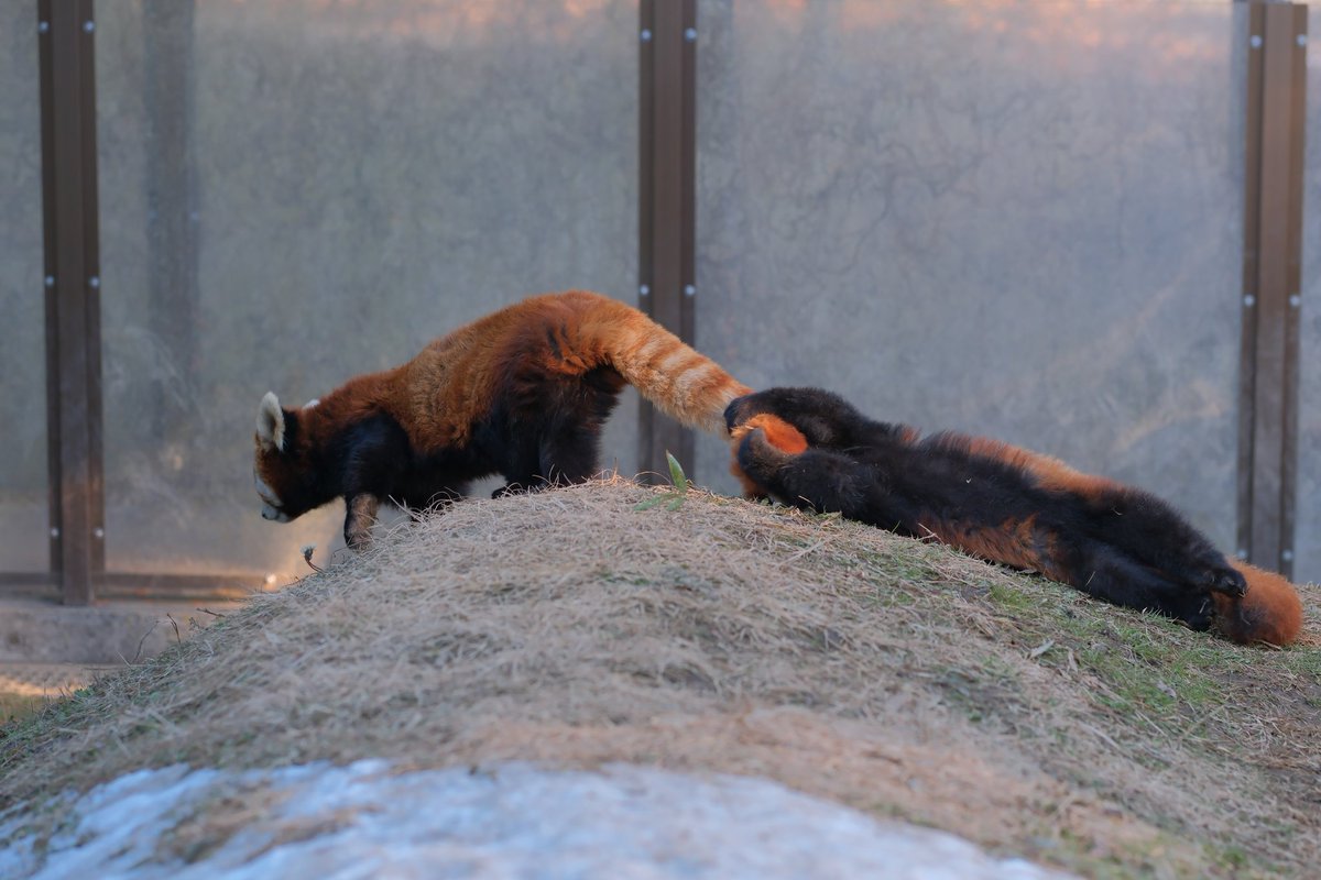 2xWaxMdnv3D9qns's tweet image. ママのしぽぽが大好きなミロくん🐾

＃ミルク ＃ミロ
＃レッサーパンダ
＃茶臼山動物園