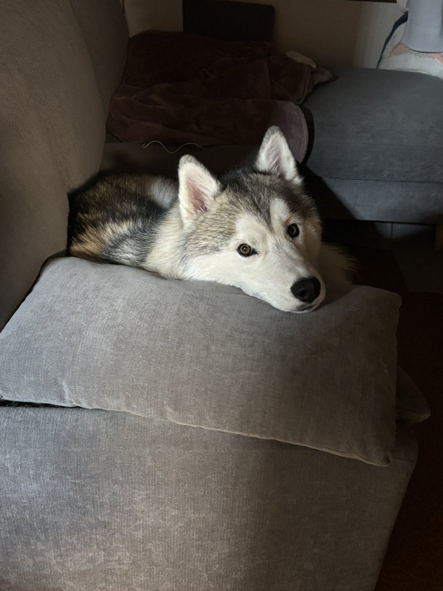 ガブちゃん (@rn2312412) / Posts / X