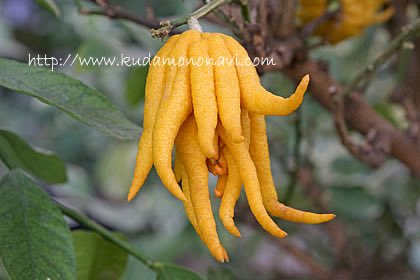 _0ranssi_'s tweet image. 和歌山の不知火(普通の柑橘だけどたまにエビフライが生まれる)にみんな驚いててビックリしたんやけど、もしかして和歌山には陽気なクトゥルフみたいな柑橘があるのも皆さんご存知ない？？？仏手柑ゆうねんけど…