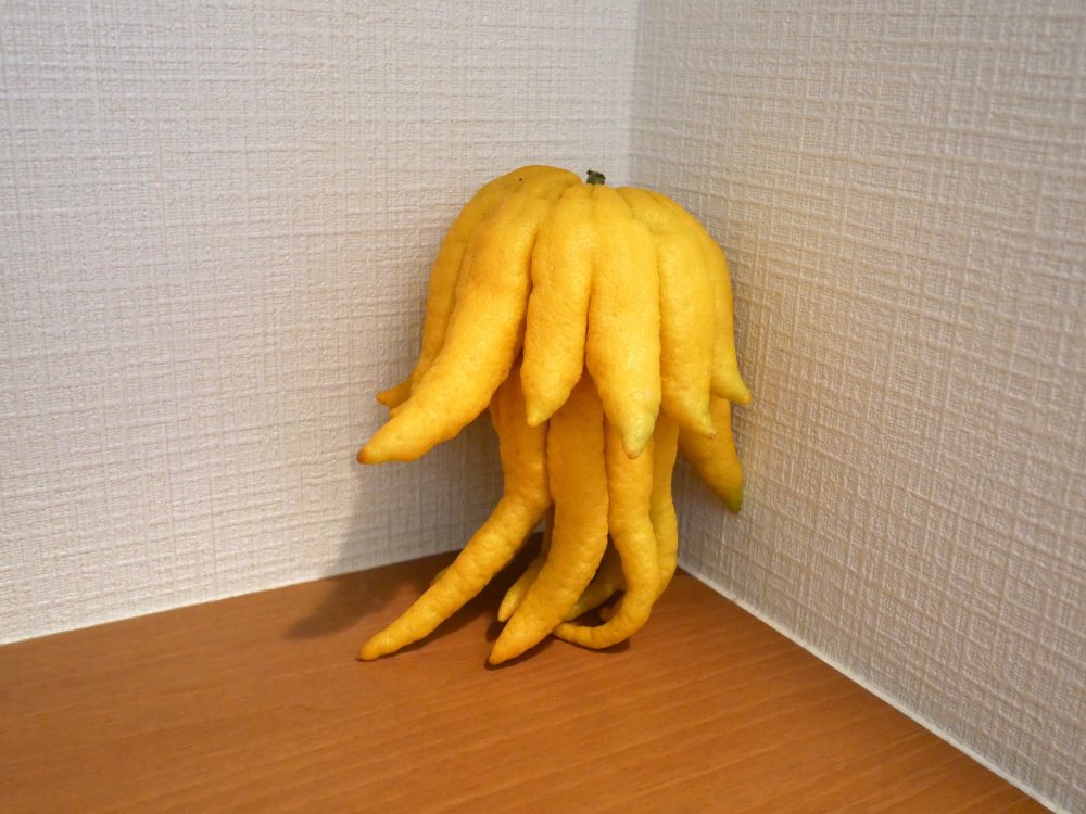 _0ranssi_'s tweet image. 和歌山の不知火(普通の柑橘だけどたまにエビフライが生まれる)にみんな驚いててビックリしたんやけど、もしかして和歌山には陽気なクトゥルフみたいな柑橘があるのも皆さんご存知ない？？？仏手柑ゆうねんけど…