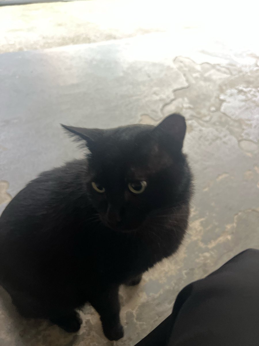 buggingitout's tweet image. after several weeks the kitty finally allowed me to lay my filthy hands upon his holy form