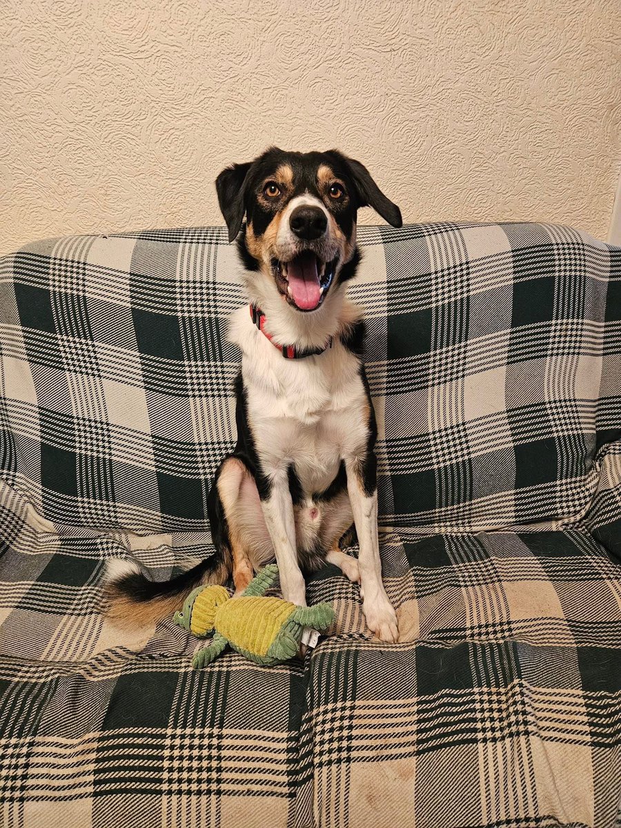 H2RScotland's tweet image. Sherlock is still available, can you please share to help him on his way? 

Sherlock is a lovely 1 year 10 month old
Collie. 
He needs a new home through no fault of his own. 
He has lived with another dog before but would be best as the only pet. 
Sherlock eats dry food and does…