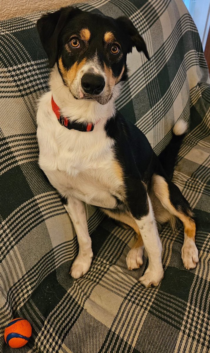H2RScotland's tweet image. Sherlock is still available, can you please share to help him on his way? 

Sherlock is a lovely 1 year 10 month old
Collie. 
He needs a new home through no fault of his own. 
He has lived with another dog before but would be best as the only pet. 
Sherlock eats dry food and does…