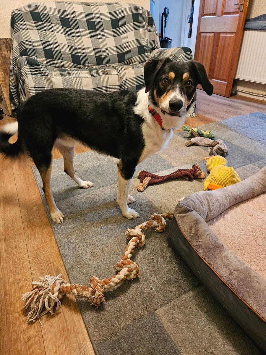 H2RScotland's tweet image. Sherlock is still available, can you please share to help him on his way? 

Sherlock is a lovely 1 year 10 month old
Collie. 
He needs a new home through no fault of his own. 
He has lived with another dog before but would be best as the only pet. 
Sherlock eats dry food and does…