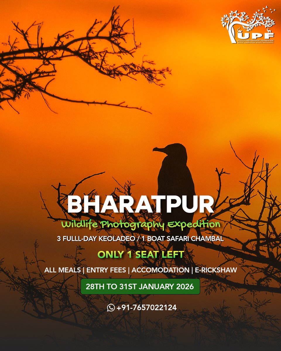utkalapc's tweet photo. 🚨 Update! 

We now have just 1 seat left.

Join us at Keoladeo National Park, Bharatpur, and learn wildlife photography from our award-winning mentor @wildtalesbykrishna while mastering your field skills in one of India’s finest birding destinations.

Call at +91-7657022124 https://t.co/qWwPxujABr