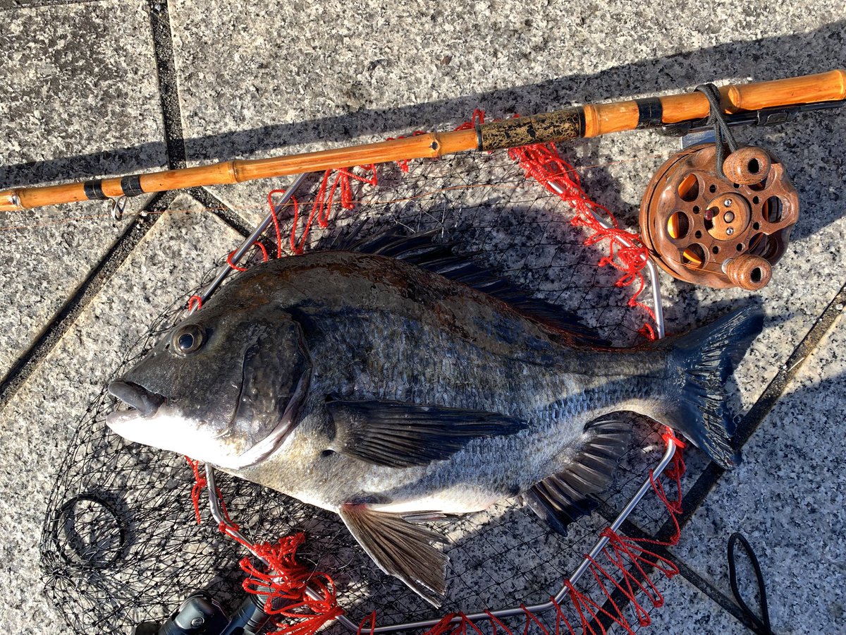 5-3-1
ありえない体高