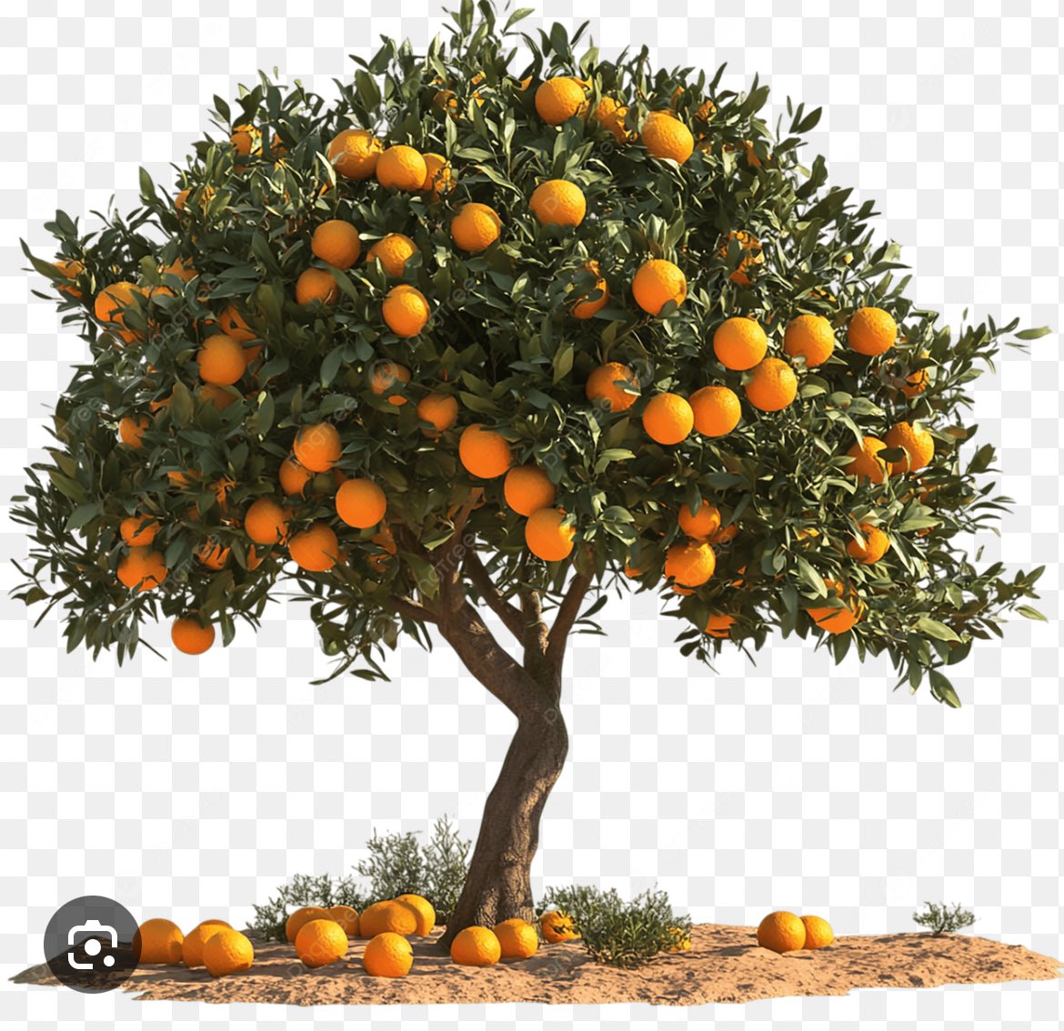 Árvore genealógica da Família Toffoli 🤡