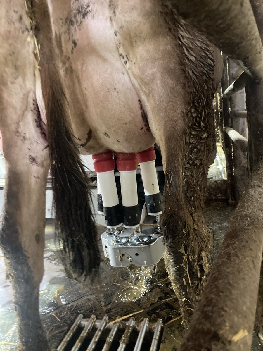 One year of milking cows with robots!!
#lifechanging