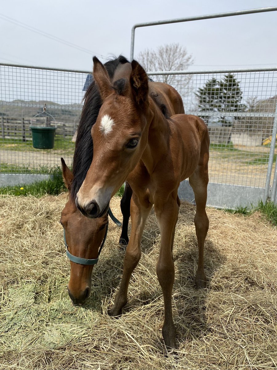 今週の出走馬

土曜日
中山
1R 3歳未勝利
ムーンブランシュ
木幡　巧也騎手

3R 3歳新馬
リトルコリンズ
石橋　脩騎手

ここ数日、寒さが厳しいですが空が澄んでいます
写真2枚目は、デビュー戦を迎えるリトルコリンズ（産まれた次の日の初めてのお外）