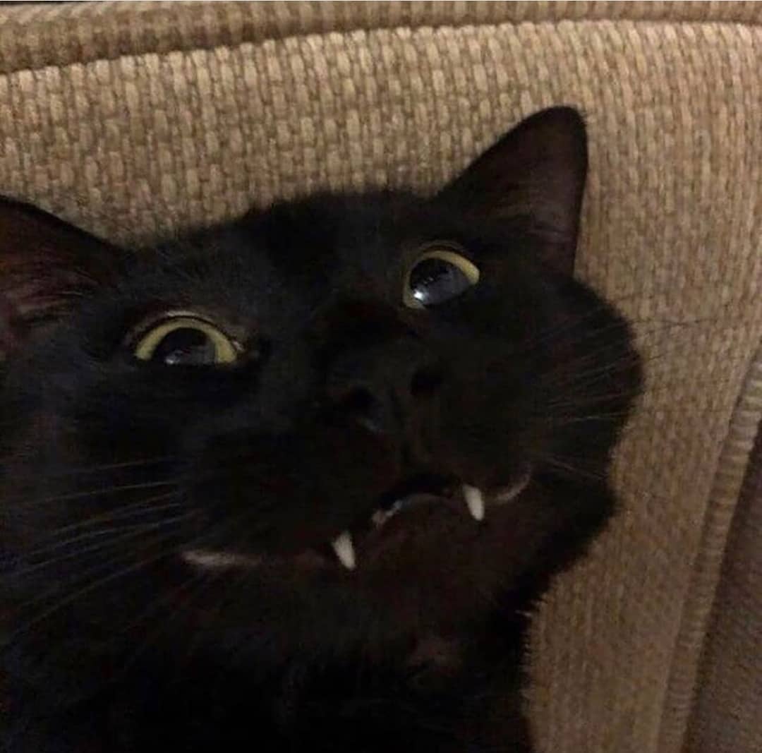 Punch Cat (@punchingcat) on Twitter photo 