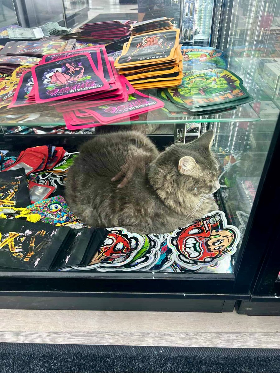 Bodega Cats (@bodegacats_) on Twitter photo 