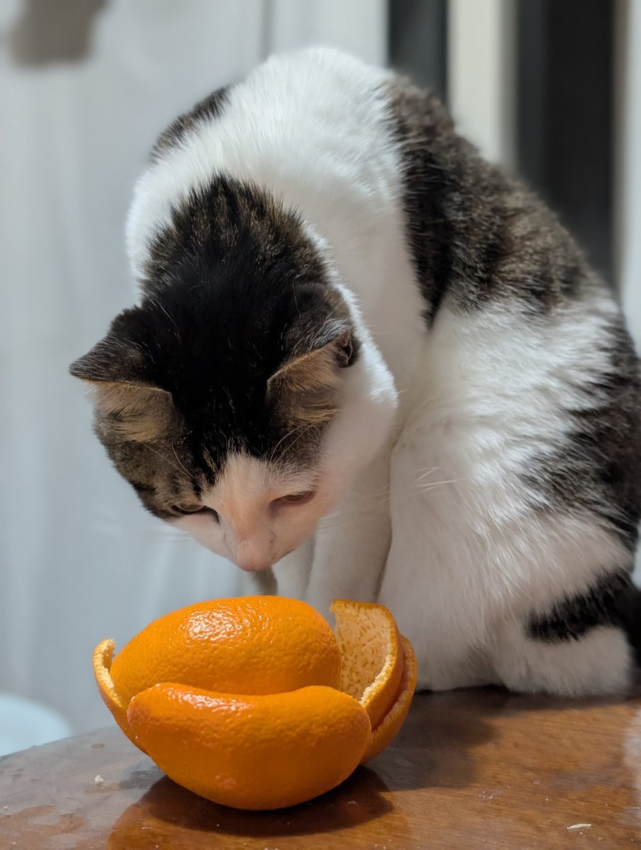 ミカンが気になるネコ…