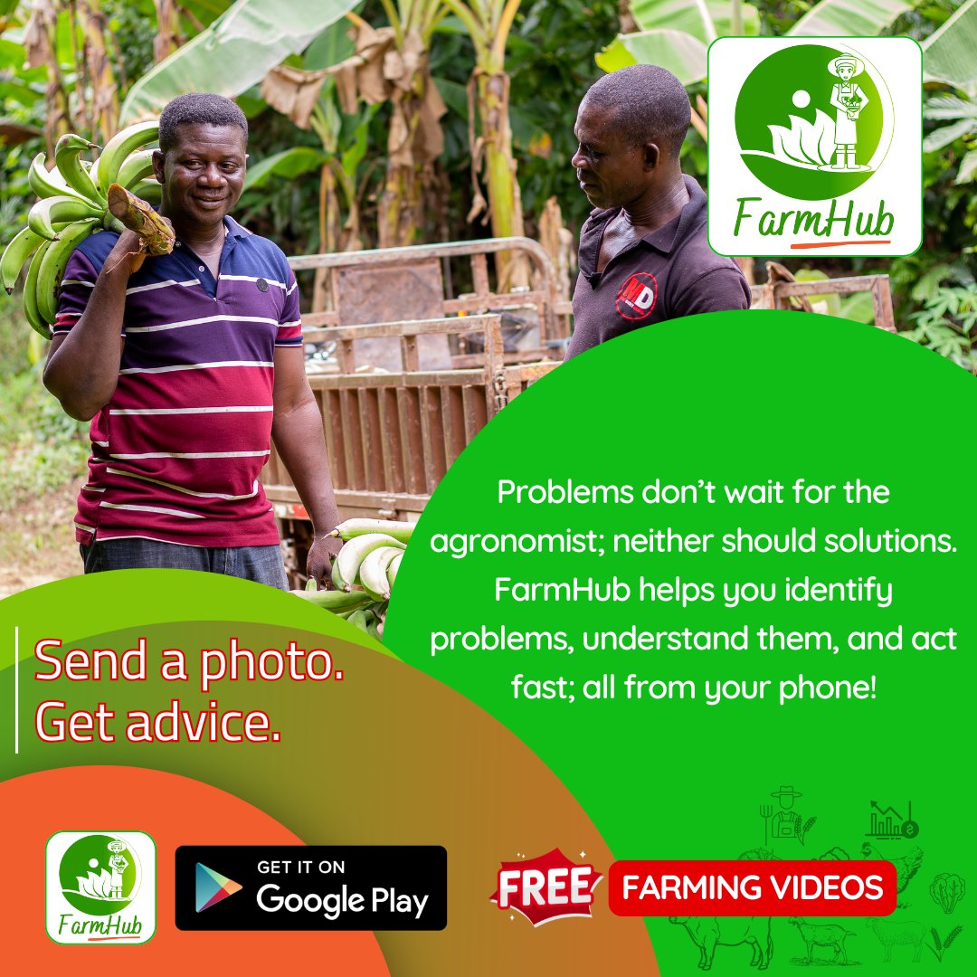 FarmTechKE's tweet photo. Your crops don’t always fail due to rain or bad luck; sometimes they need the right advice.
With FarmHelp, you can send a photo or short video of your crop issue and get guidance from a qualified agronomist.
Plus, get over 300 FREE farming videos to help you learn. @farmhubkenya https://t.co/so1nrg0AWV