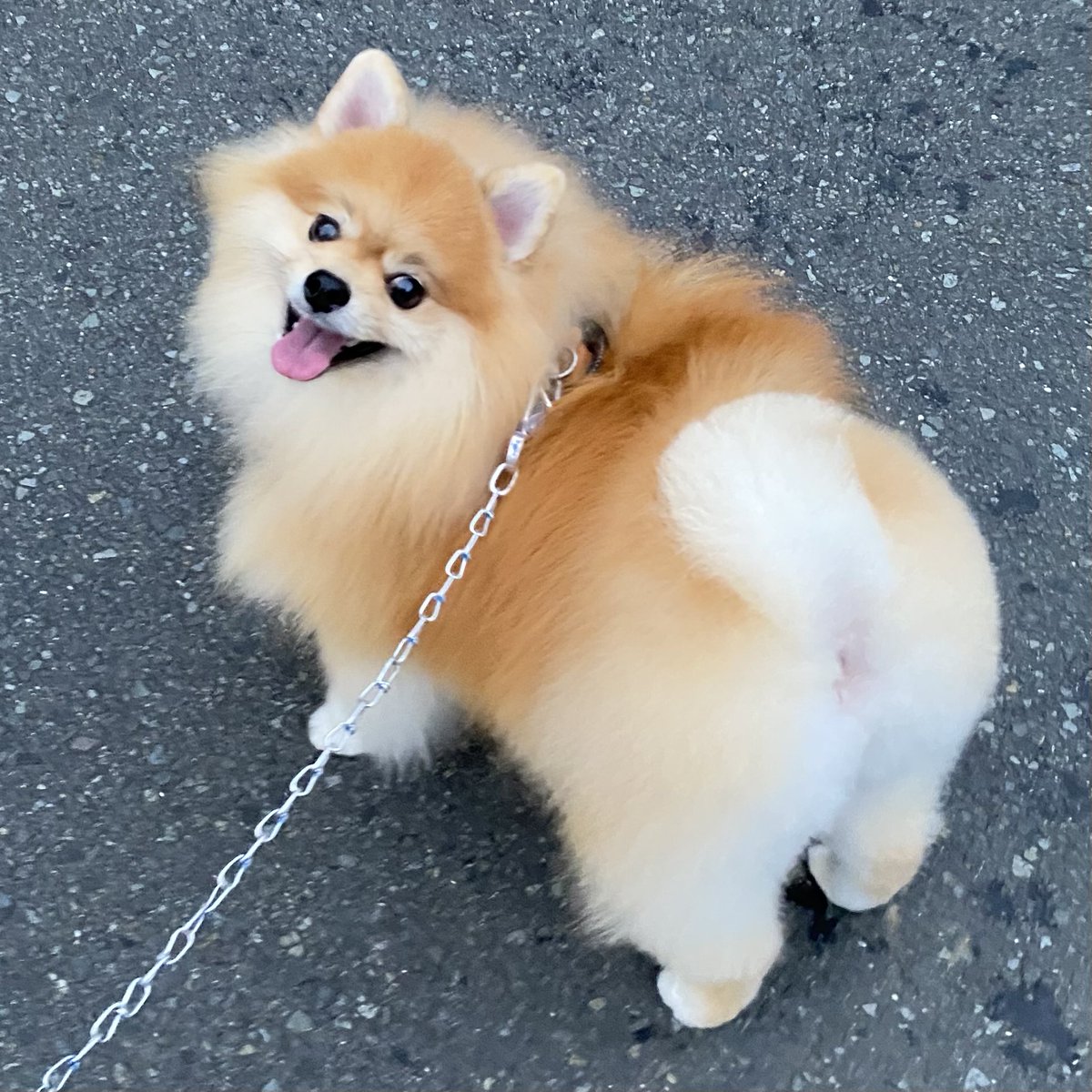 ポメころびページです୨୧ 橘紫夕@でかポメ&ちびポメ (@tachibana_shiu) / Posts / X