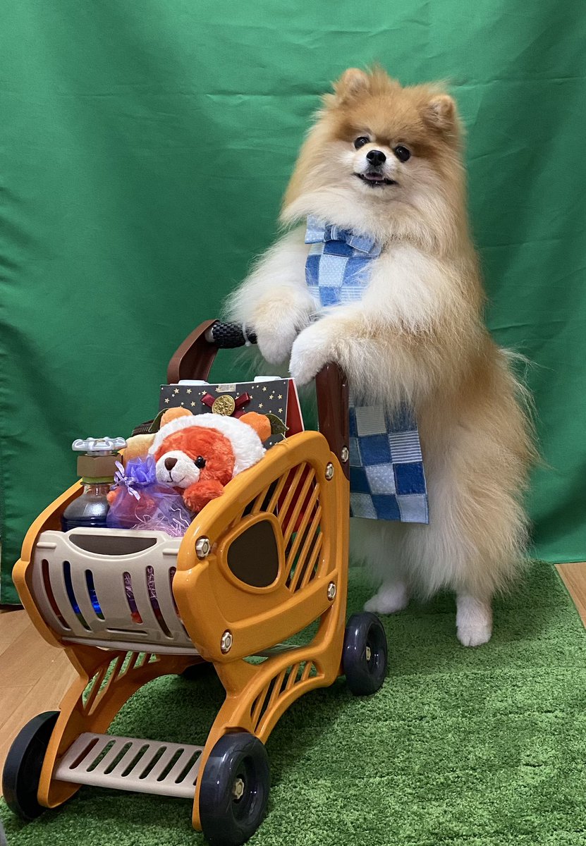 ポメころびページです୨୧ 橘紫夕@でかポメ&ちびポメ (@tachibana_shiu) / Posts / X