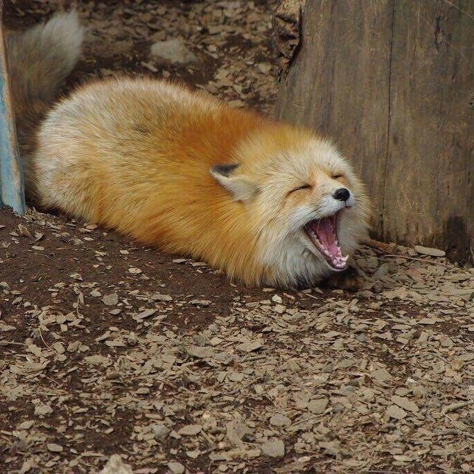 deviverrr's tweet image. idk what to post :p
so, how are yall doinn today?