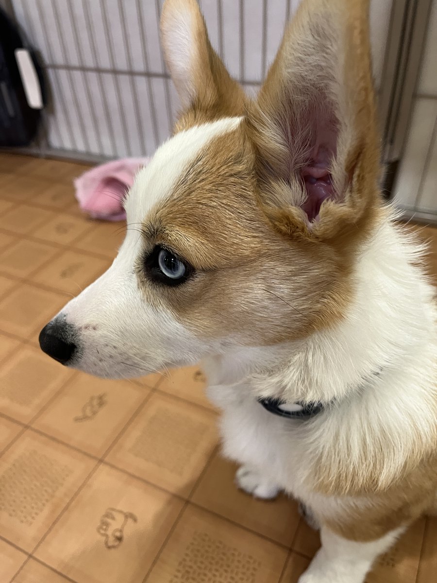 luuke0909's tweet image. いつも通りご飯食べた