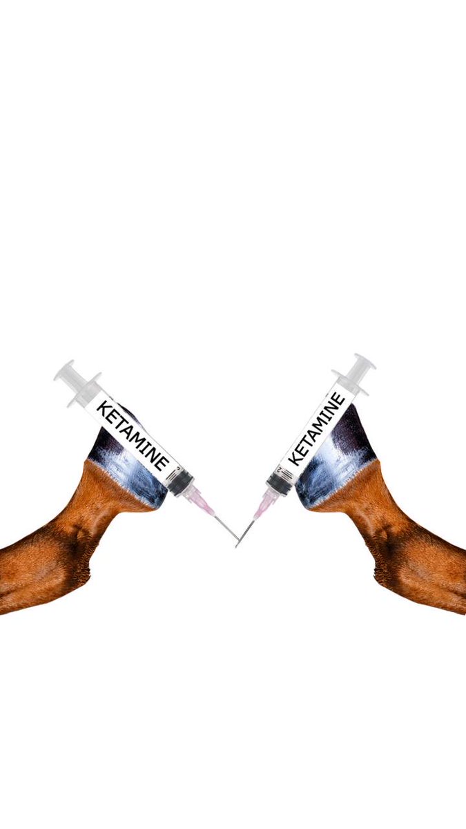 Flying Ketamine Horse tweet media