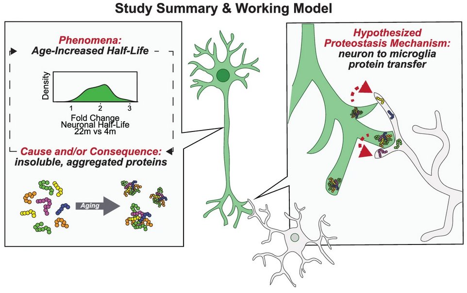 ScienceofPD's tweet photo. New research from @wysscoray et al explores the influence of ageing on degrading synaptic proteins; Neuronal protein half-life approx. doubles between 4 months &amp; 24 months of age in mice; It also accumulates in aged microglia, 54% reduction in degradation
https://t.co/tUHmxccr0F https://t.co/84C55MfSRI