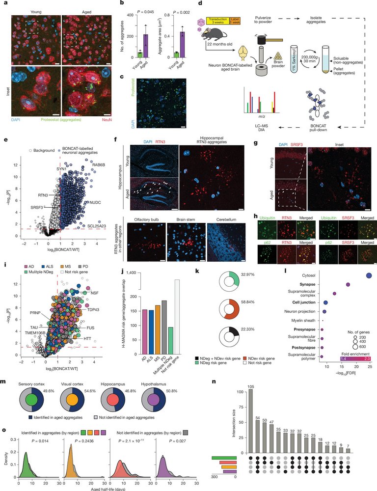ScienceofPD's tweet photo. New research from @wysscoray et al explores the influence of ageing on degrading synaptic proteins; Neuronal protein half-life approx. doubles between 4 months &amp; 24 months of age in mice; It also accumulates in aged microglia, 54% reduction in degradation
https://t.co/tUHmxccr0F https://t.co/84C55MfSRI