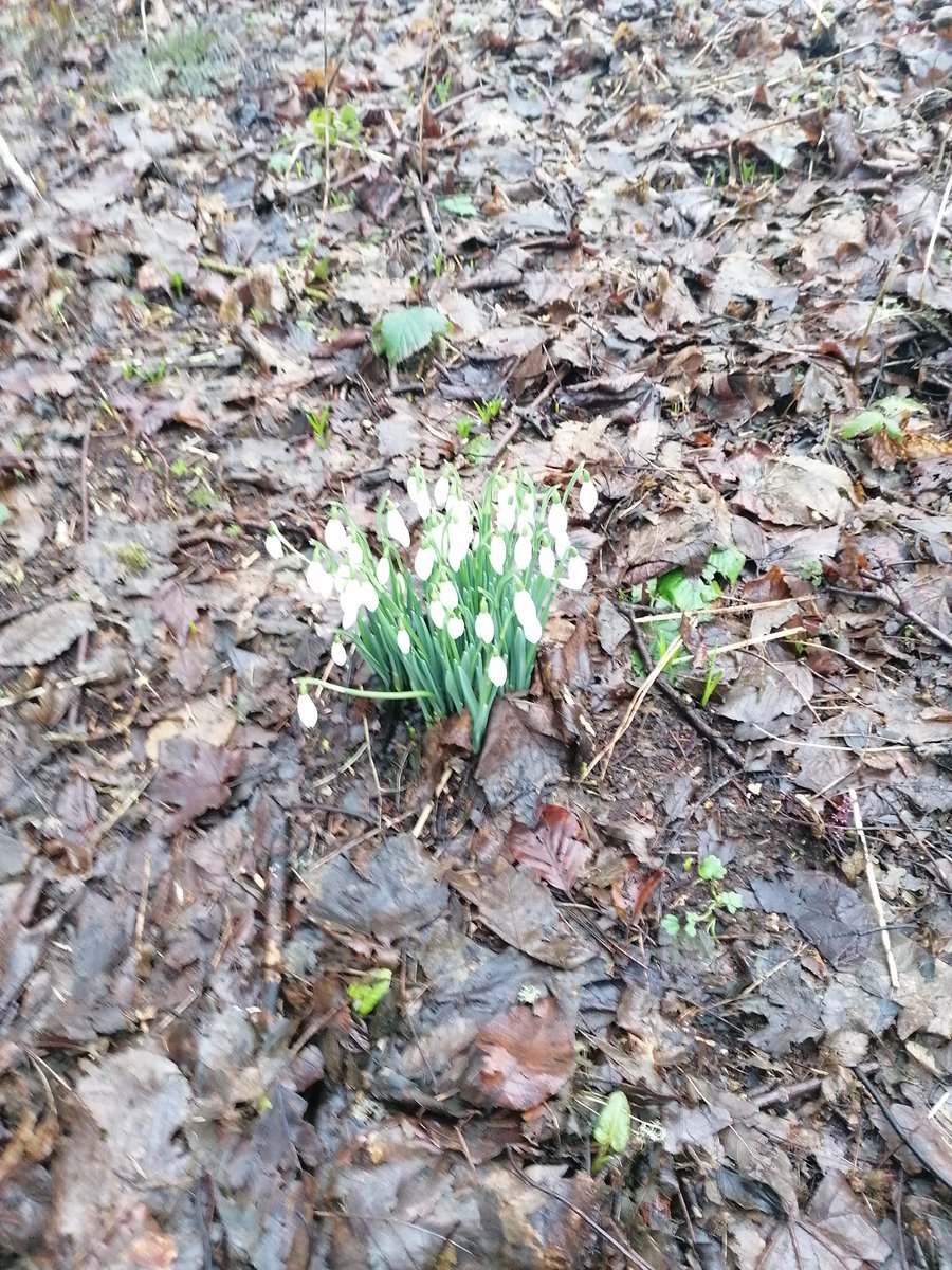 Incon013's tweet image. Snowdrops already.