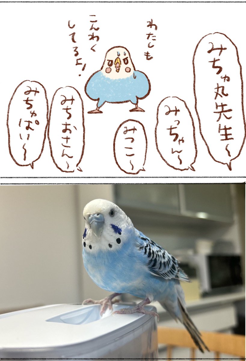 みっちゃんの本名のはなし👇
よく間違われるけどみっちゃんは女子なのです🪽

#インコ 