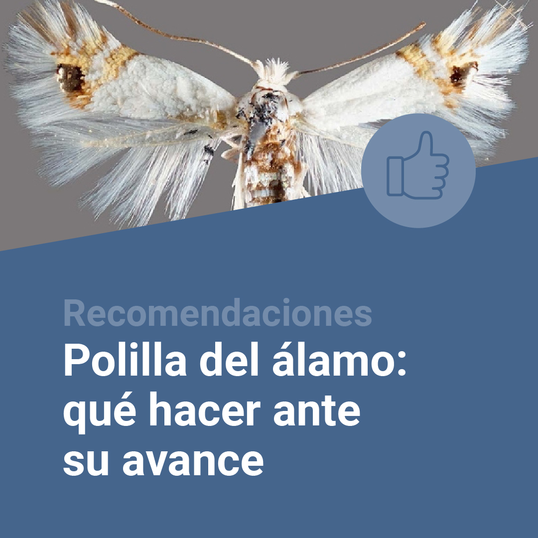 intaargentina's tweet image. Se detectó el avance de la polilla del álamo en cercanías de Campo Grande, en Río Negro. La plaga puede afectar frutales próximos a cortinas forestales, por lo que el monitoreo temprano es clave 🧵

Te compartimos nuestras recomendaciones👉 bit.ly/45oqiUe