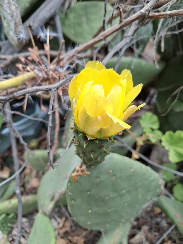 T_Agu1lar's tweet photo. #Taxojueves de #Cactaceae
Otra Opuntia, ahora la O. ficus-indica, especie Exótica, originaria de México. Presenta dos formas, una ficus-indica propiamente y la forma amyclaea (Considerada Naturalizada) https://t.co/ExzuqjVG2c