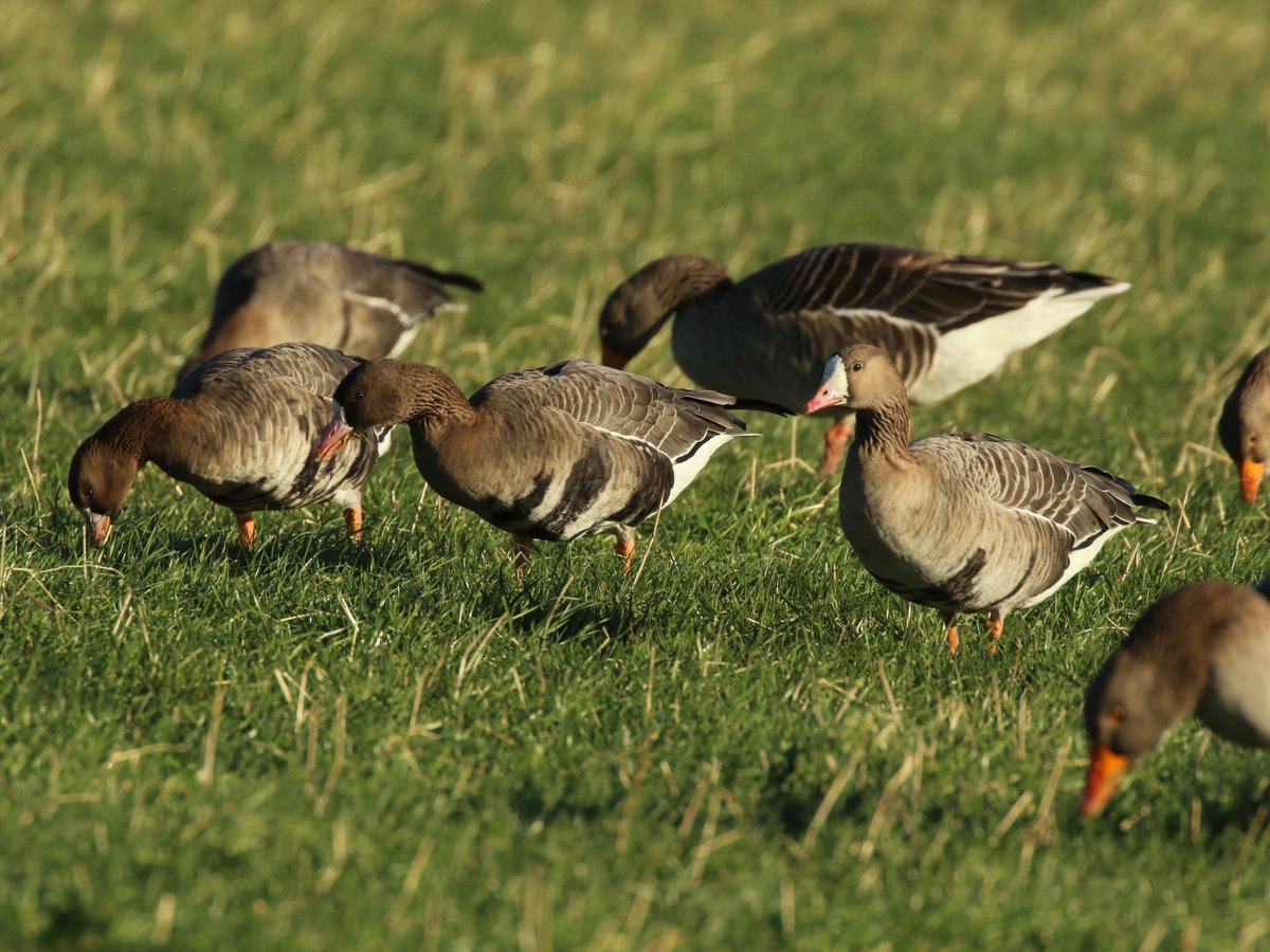 BirdTrack tweet media