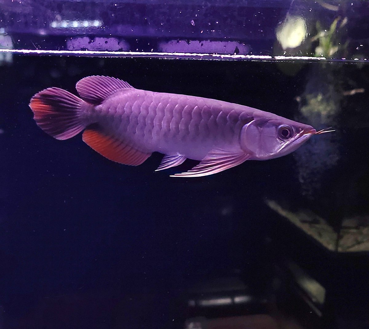 ArowanaBase459's tweet photo. 我が家としては久しぶりに南米じゃないやつが泳いでいます🐟
@GIANT99844672 https://t.co/YhQL9D7Uhg