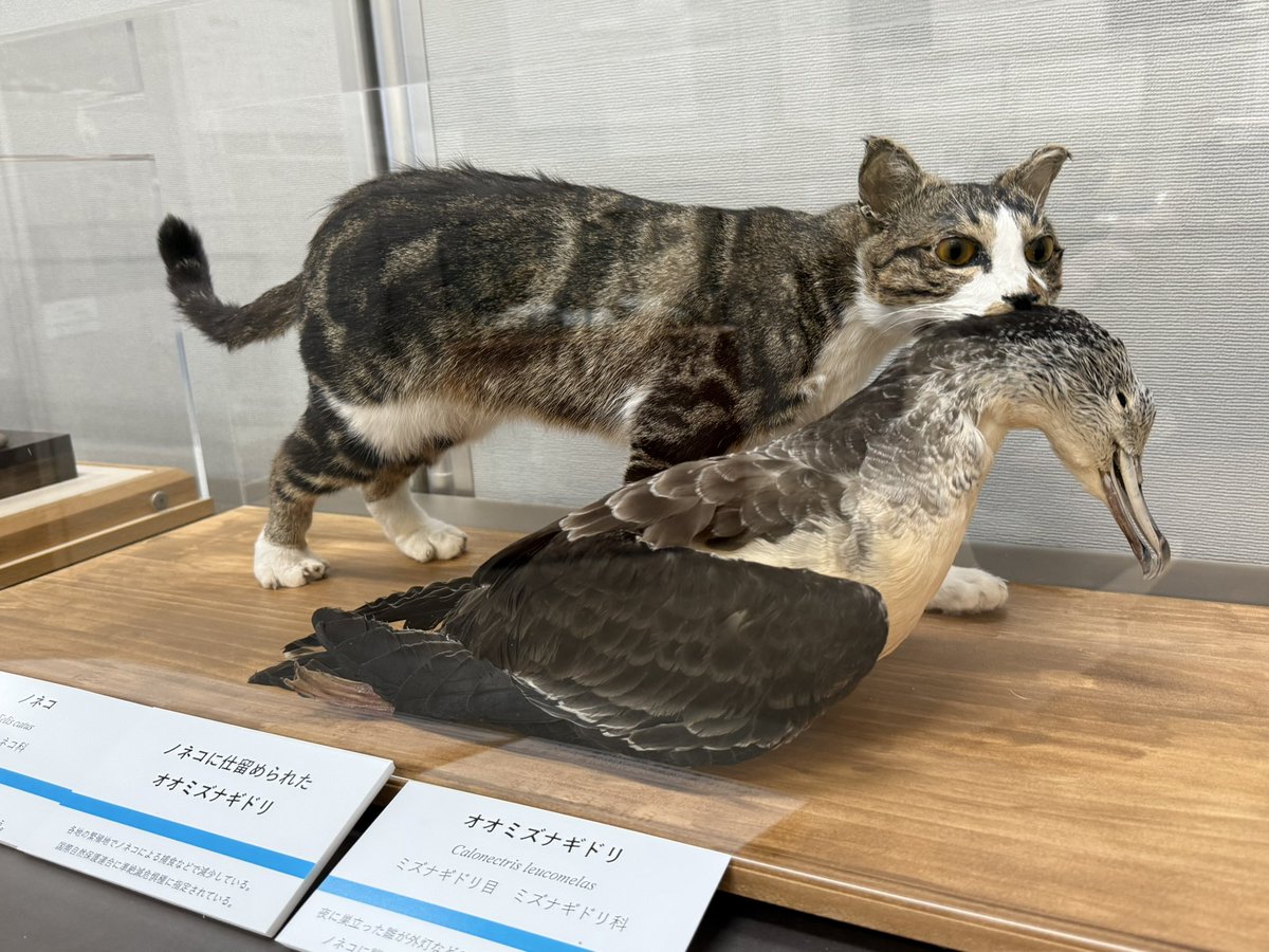 ちょうど特別展『うみ鳥っぷ2 ―海鳥と旅する食物連鎖の世界ー』が開催