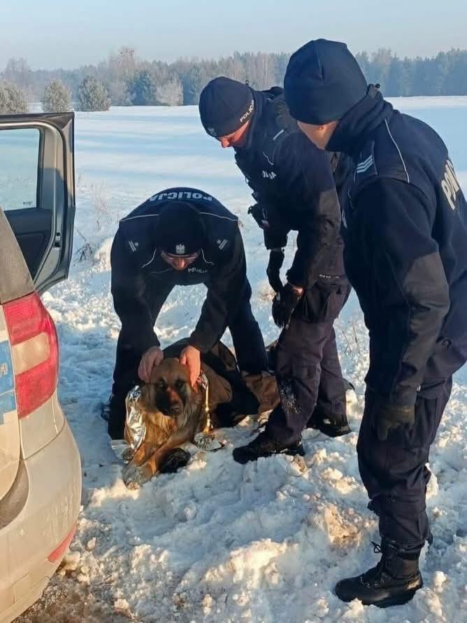 Ta bidula przymarzła do drogi. 💔
Nie mogła się ruszyć. Leżała bezradnie, skrajnie wychłodzona. Minuty miały znaczenie.

Na szczęście ktoś zareagował.
I to wystarczyło, żeby ta historia nie skończyła się źle.
Policjanci z Chorzel uwolnili psa z lodu, okryli, nakarmili i