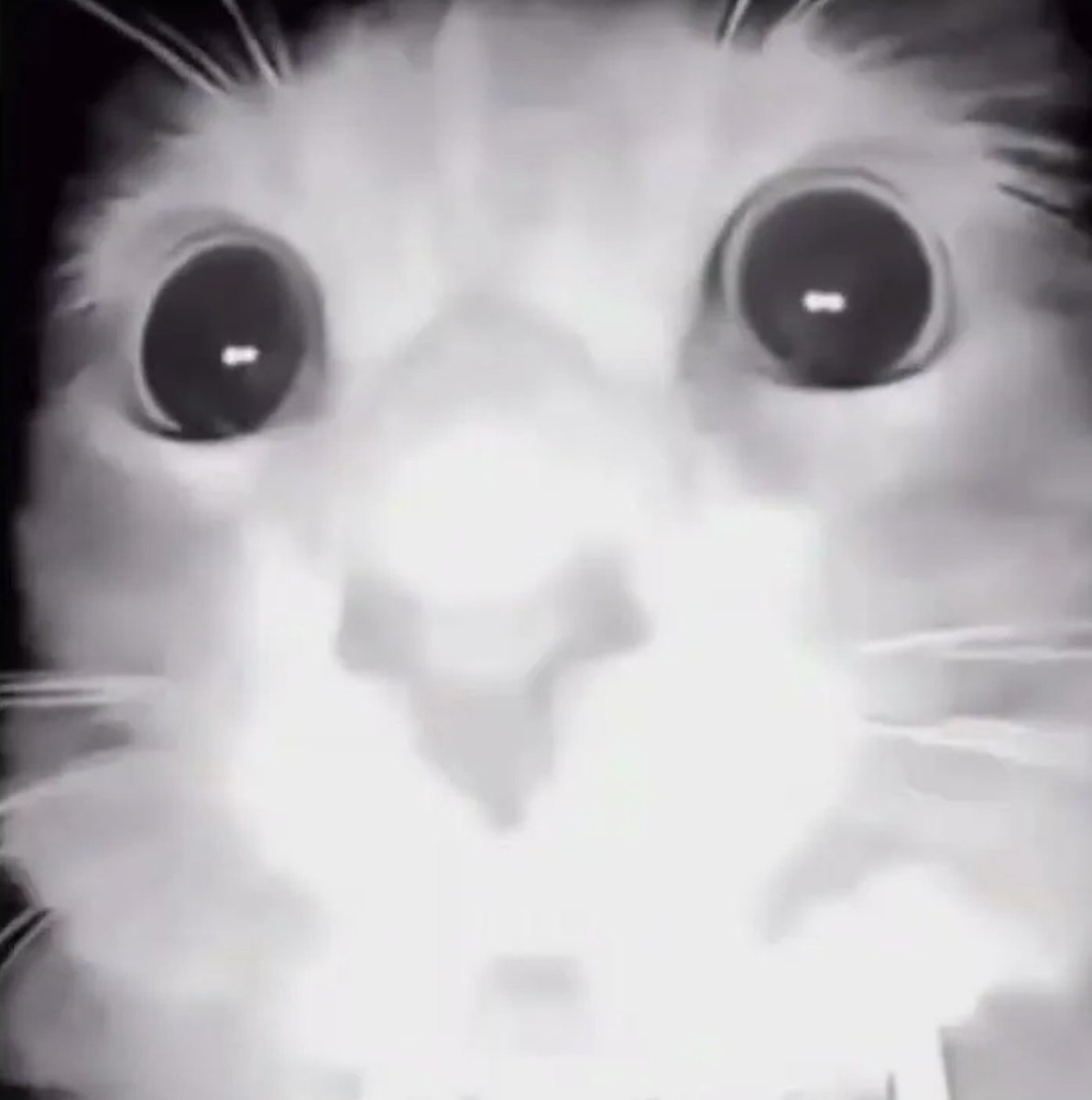 Iaroslav Motailov tweet media