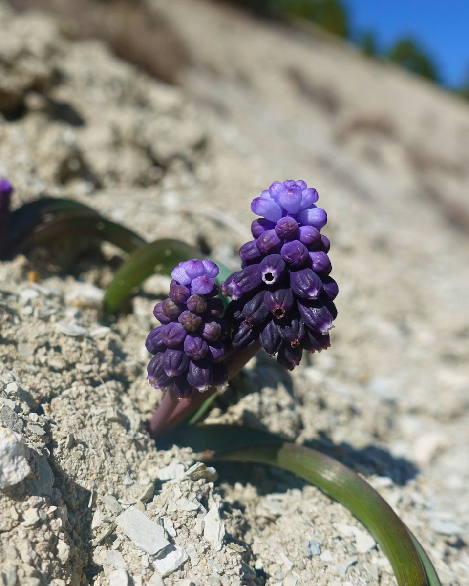 Bey Sümbülü (Muscari adilii) 

Anadolu’ya özgü endemik bir bitki türü olup ilk kez 1999 yılında Beypazarı çevresinde bilim dünyasına tanıtılmıştır. 

Orman açıklıkları ve step alanlarda yayılış gösteren tür, Mart-Nisan aylarında çiçek açar. 🌿

Sınırlı yayılış alanı ve düşük
