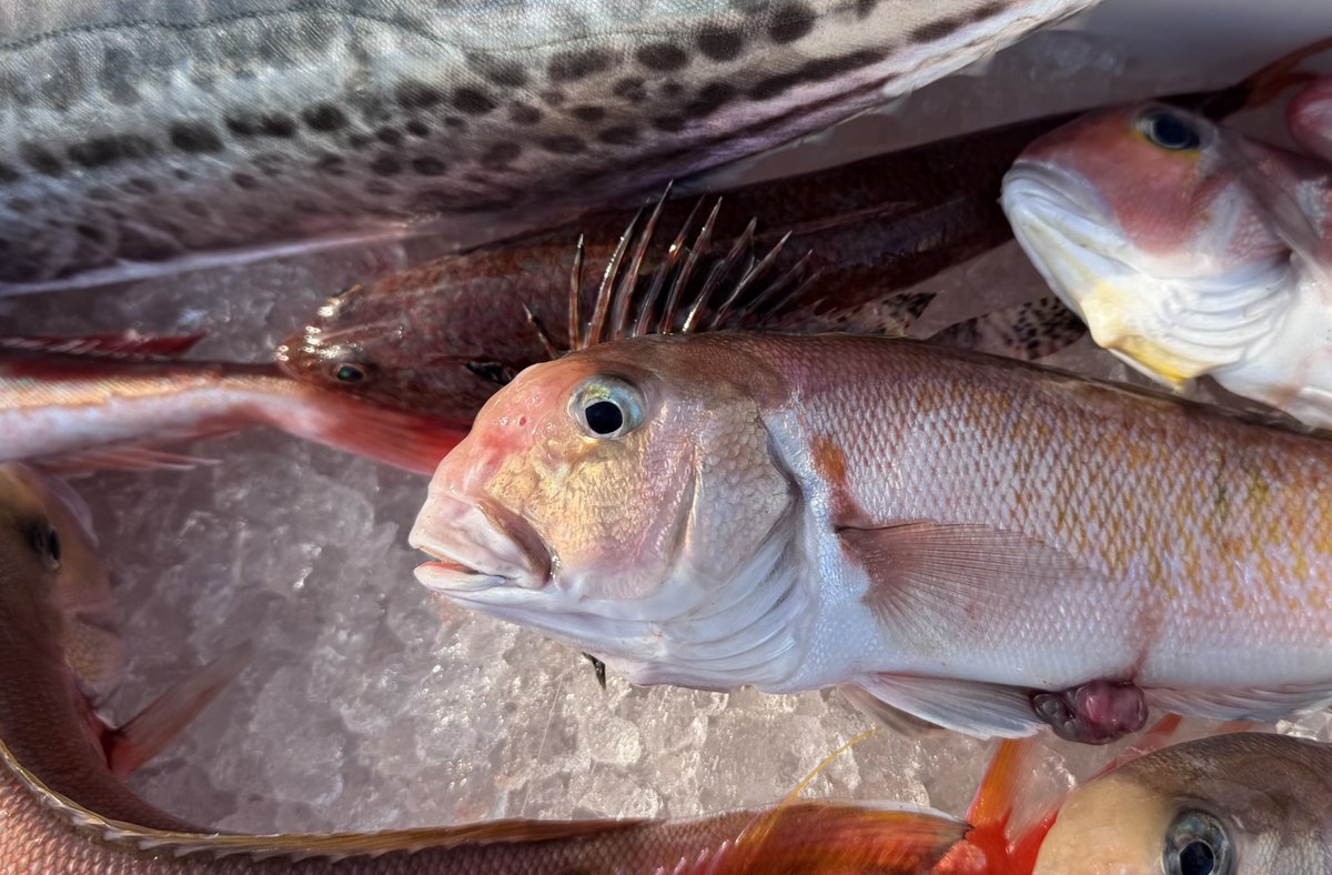茸本 朗(たけもとあきら)　「野食ハンター茸本朗ch」公開中!! tweet media