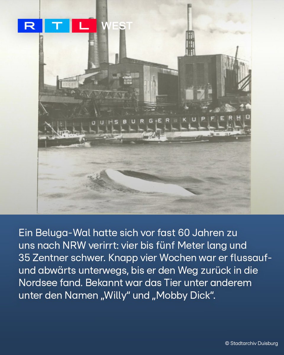 RTLWEST's tweet image. Alle reden gerade über einen #Wal in der Flensburger Förde. Doch das ist nicht das erste Mal, dass sich ein Wal in deutsche Gewässer verirrt. 1966 schwamm ein Beluga-Wal sogar im #Rhein – bis nach #Duisburg. Vier Wochen lang sorgte „Moby Dick“ für Staunen am Flussufer.