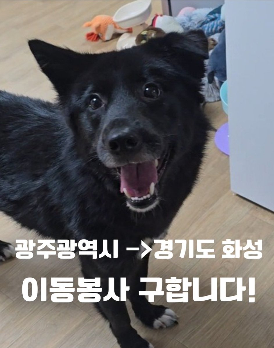 gimdaon1's tweet image. 이동봉사 구해요!
광주광역시 북구 양산동 -&amp;gt; 경기도 화성시

17kg 진도믹스 

리즈에게도 드디어 가족이 생겼어요!
차가없으셔서 이동이 힘드시데요 
저도 지금은 차가없어 이동봉사 구해봅니다ㅜ 가족의 품으로 갈수있게 도와주세요!