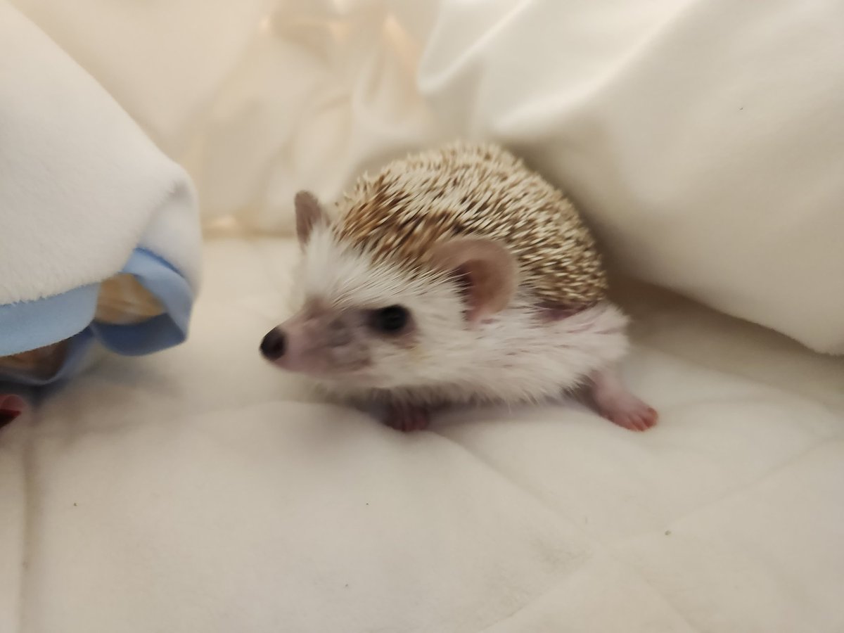 양배추 먹고 차카니 100개 먹은 얼굴 됨