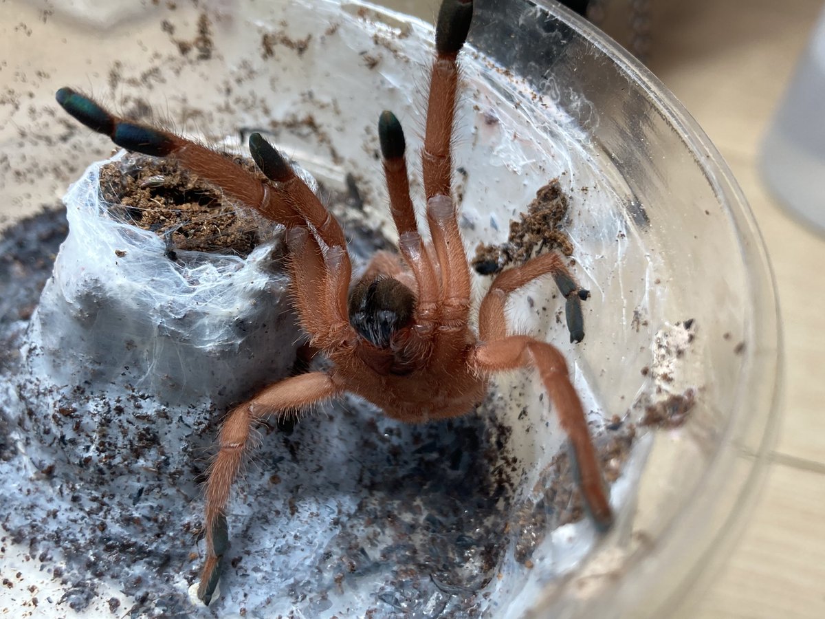 さっちゃん🐛🦂🕷 (@BugsLife3939) / Posts / X